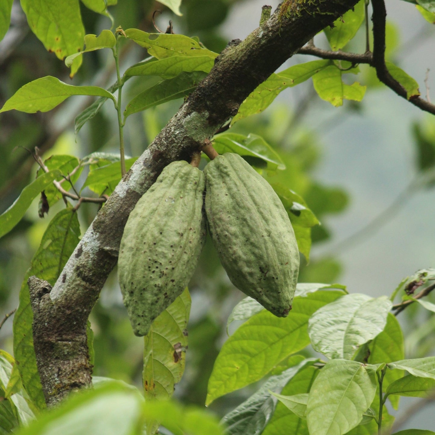 IDUKKI CHOCOLATE TEA - Dear Farmer