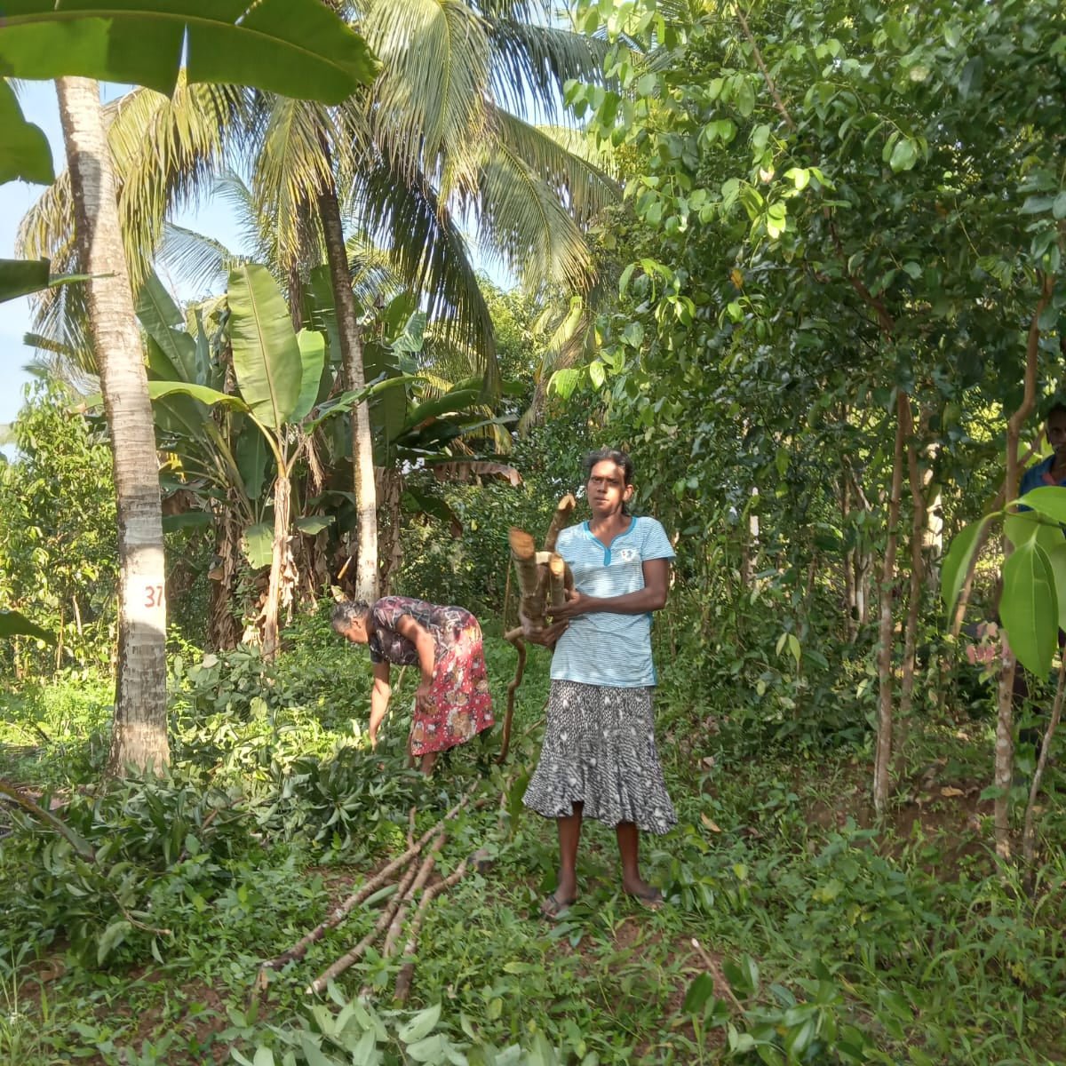 MATARA CINNAMON - Dear Farmer